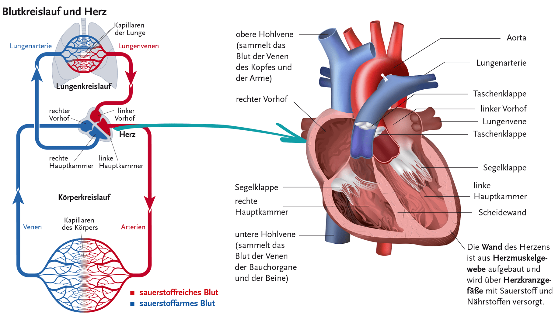 Klar, anschaulich, einprägsam!