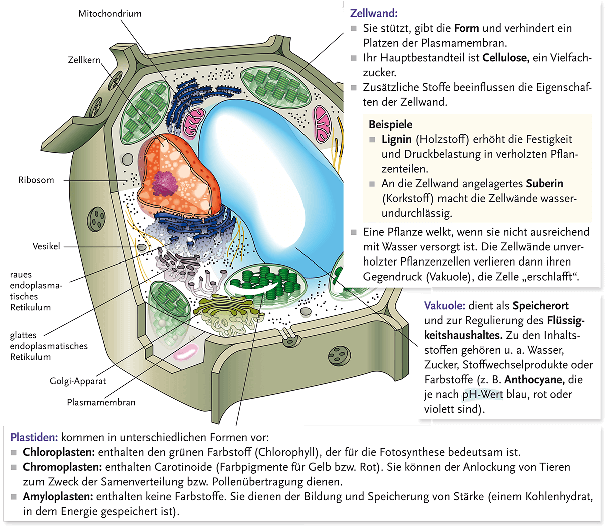 Klar, anschaulich, einprägsam!
